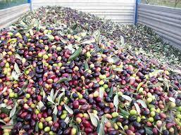 Raccolta delle olive: prevista una buona annata 