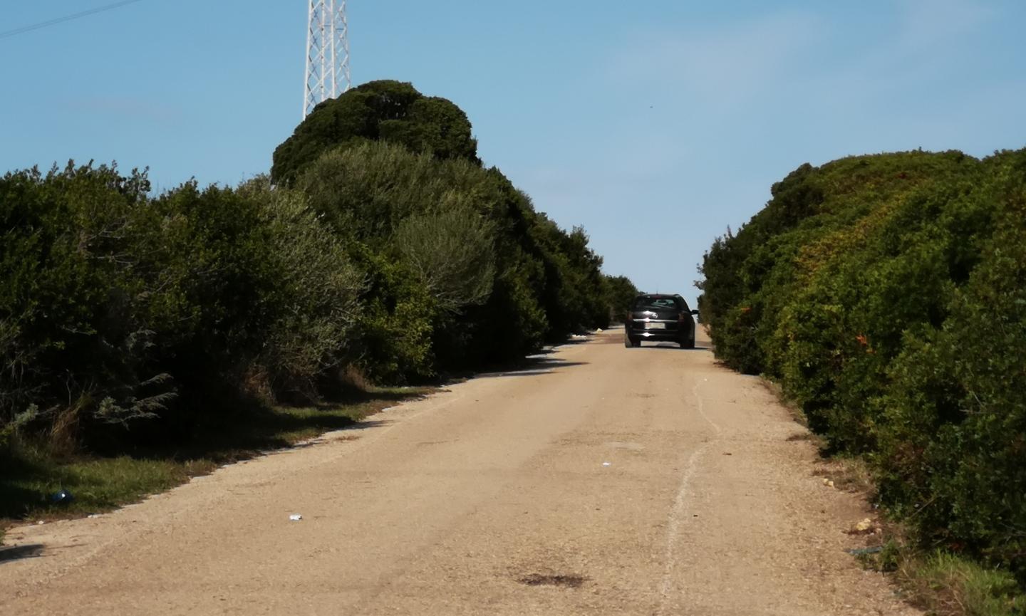 Il lentischio invade le carreggiate
