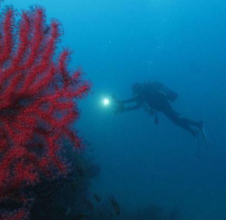 Allo Scoglietto un cimitero delle Pinna Nobilis: Nurra individua 41 bivalve, tutte morte 