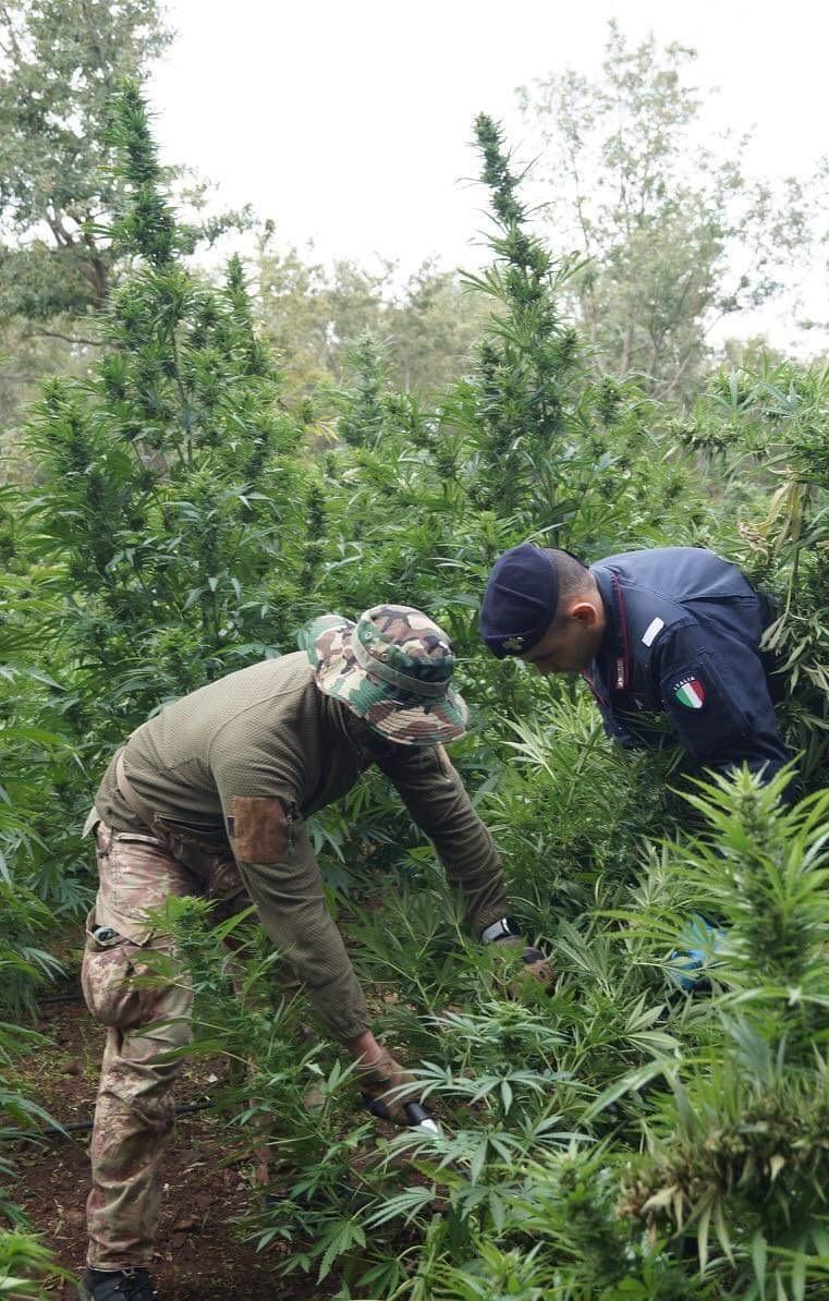 Scoperto un campo di marijuana a Campeda 
