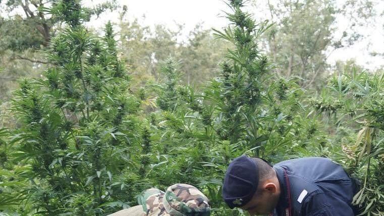 Scoperto un campo di marijuana a Campeda 