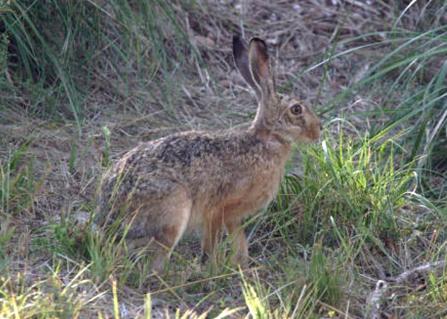 Il Tar ferma la caccia alla lepre e alla pernice sarda