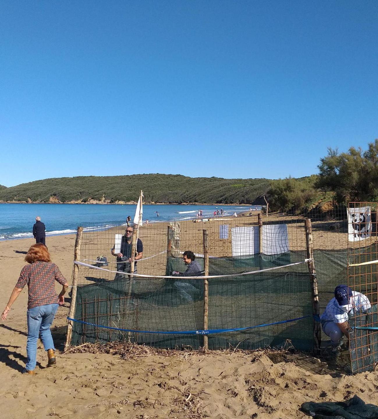 Attesa la schiusa delle uova, pronto il corridoio a Baratti 