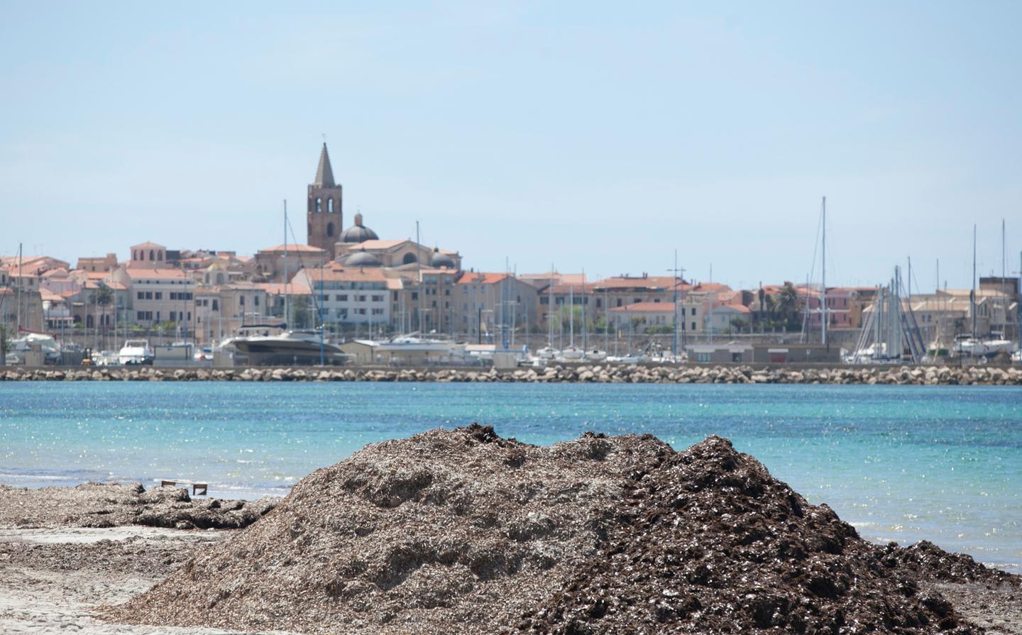 Alghero, guerra alla posidonia: firmato un accordo storico 