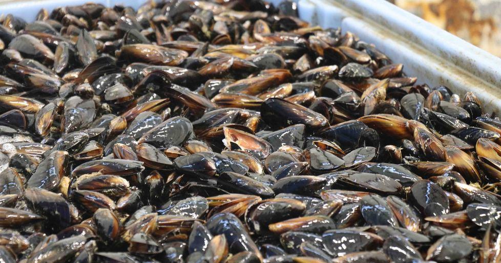Biodiversità e molluschi 