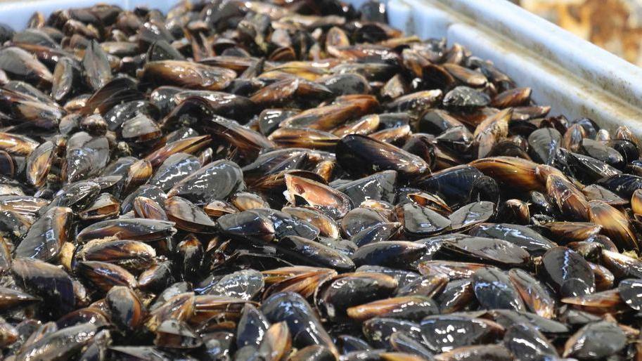 Biodiversità e molluschi