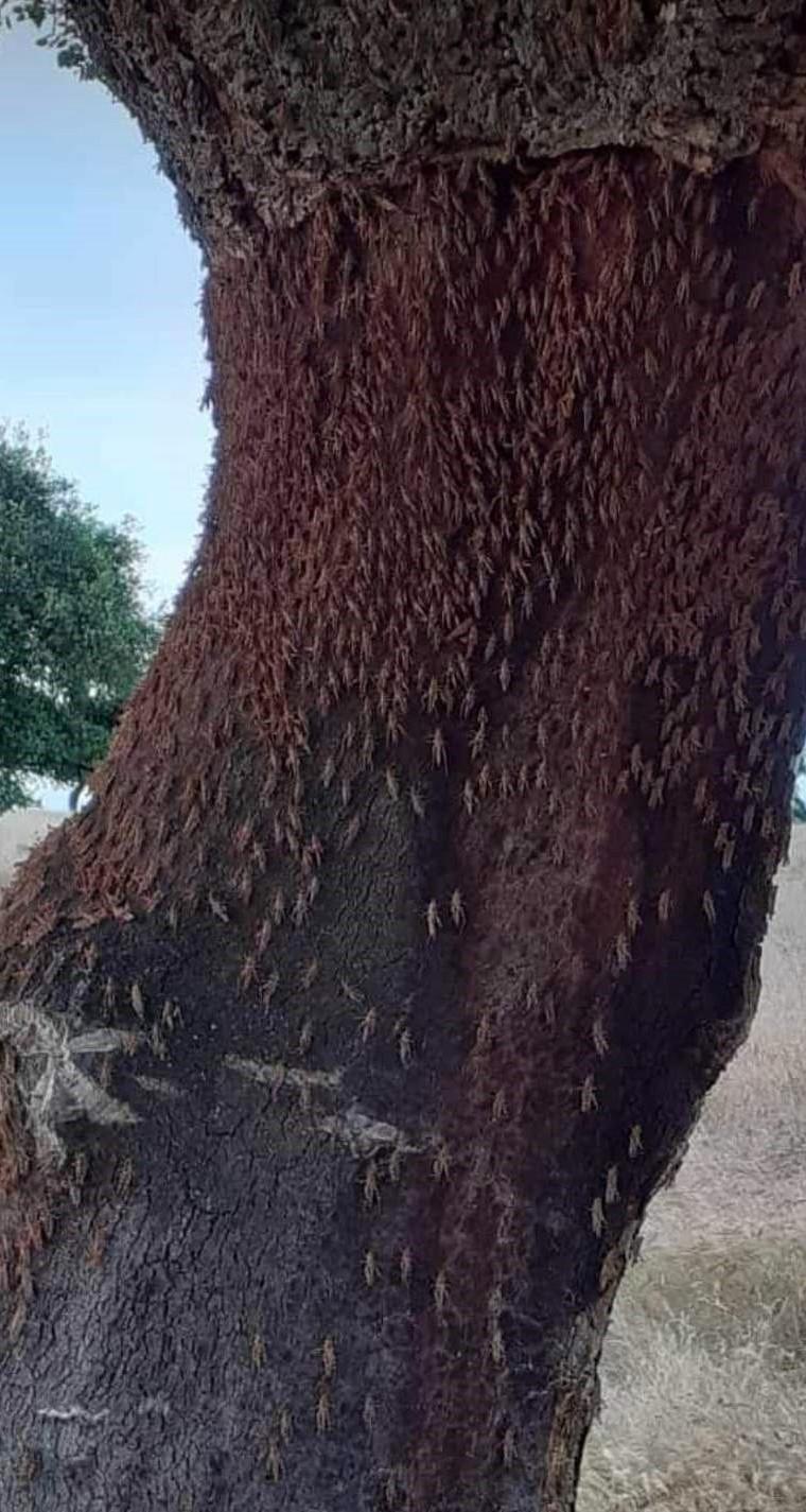 Cavallette e nubifragi Ottana chiede lo stato di calamità 