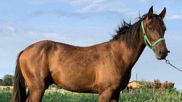 Autunno, è tempo di puledri: in Toscana acquisti importanti e di qualità