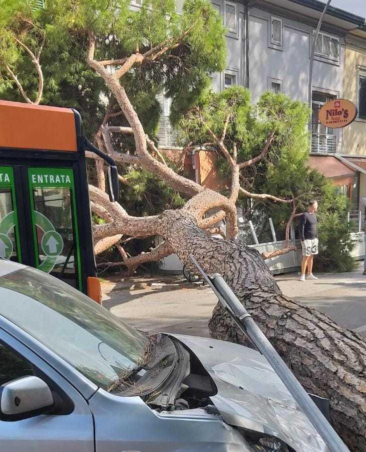 Oltre 300 alberi da mettere in sicurezza in cinque mesi a Viareggio