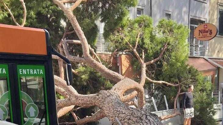 Oltre 300 alberi da mettere in sicurezza in cinque mesi a Viareggio