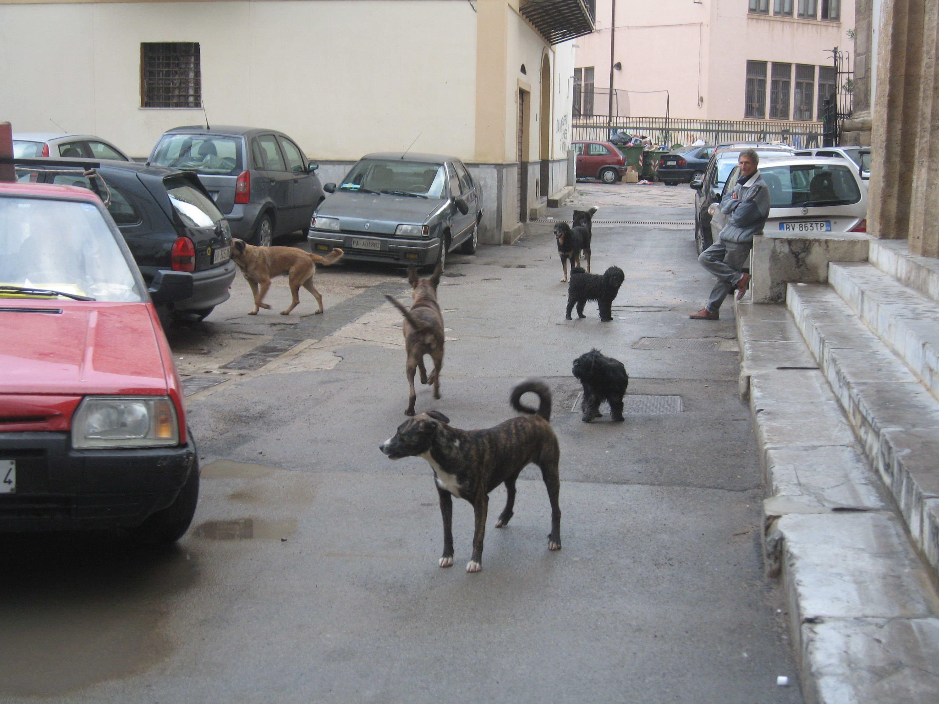 Cani di strada, immagine di repertorio