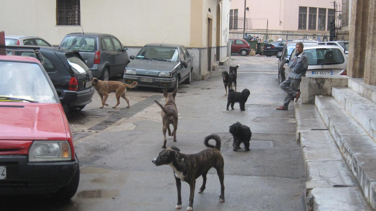 Cani di strada, immagine di repertorio