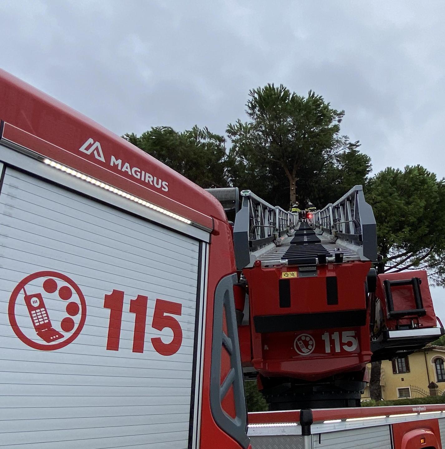 Capriolo salvato dai vigili del fuoco: era caduto in una vasca