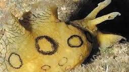 Borse di studio del Parco per studiare le specie aliene