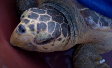Liberata in mare “Elba”, la tartaruga scampata all’agguato della plastica