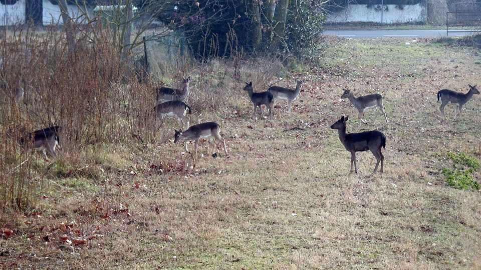 Troppi daini tra Ferrara e Ravenna: piano di ricollocamento