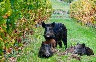Emergenza cinghiali, discussione aperta in Comunità del Parco 