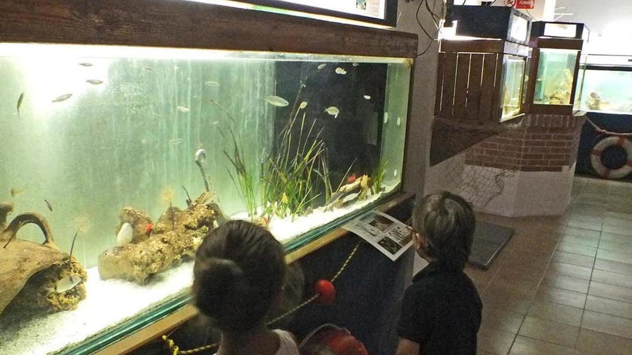 I gruppi Pd e Anna per Piombino «Riportare a casa l’acquario»