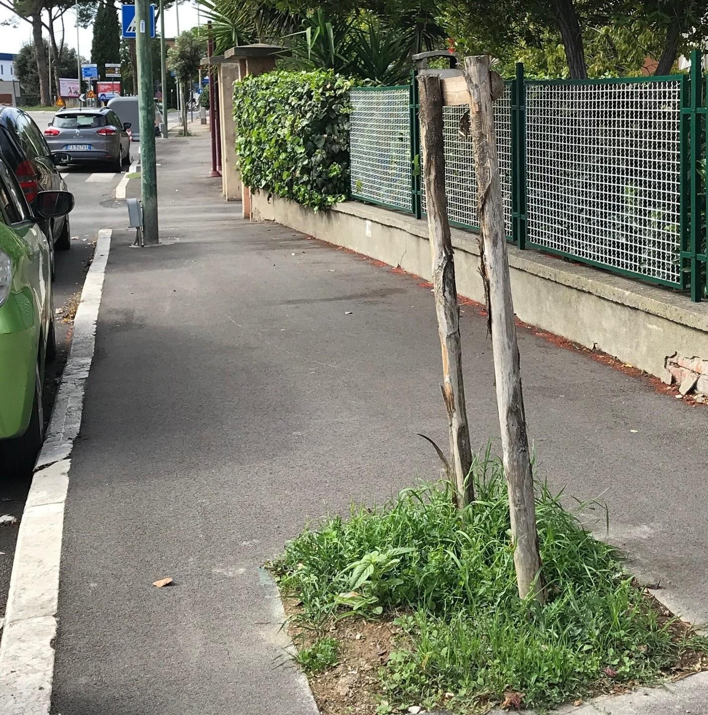 Olmi del Sacro Cuore «La nuova perizia indica di abbatterne altri sei» 