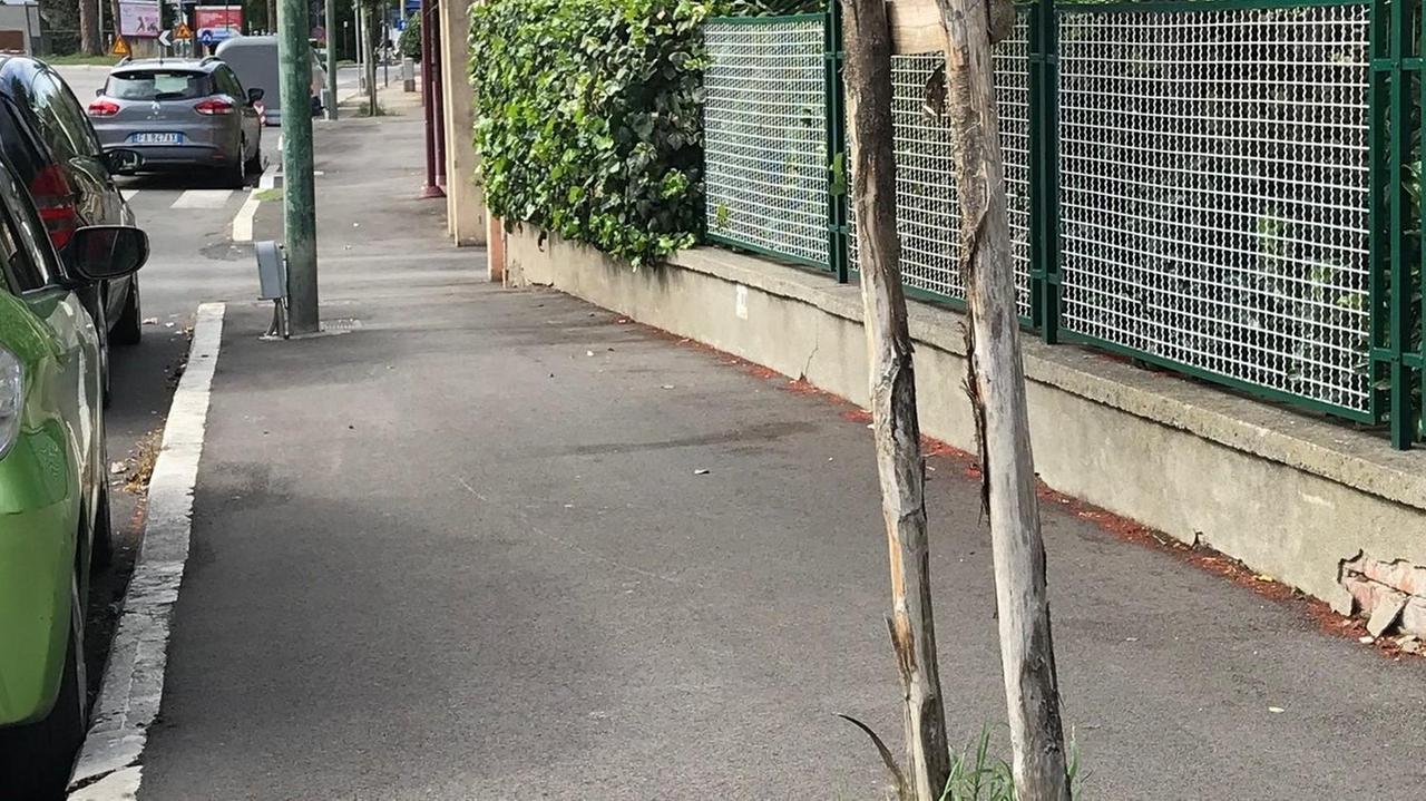 Olmi del Sacro Cuore «La nuova perizia indica di abbatterne altri sei»