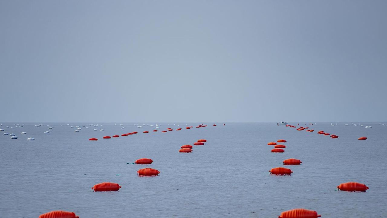 uno scorcio dello specchio di mare di 340 ettari in concessione demaniale alla cooperativa Cesit, in cui si sviluppano 75 chilometri di linee di allevamento di cozze, che ne fanno il più grande del Tirreno