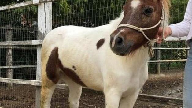 Maiero, un centro ippico per bambini realizzato con cavalli salvati