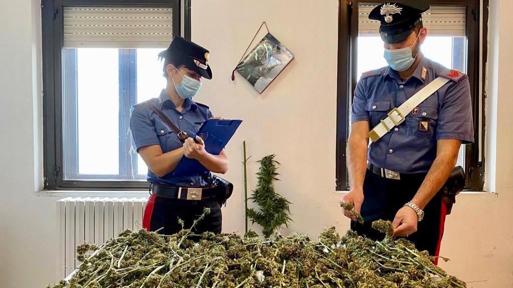 Ulassai, coltivava marijuana: arrestato un 30enne