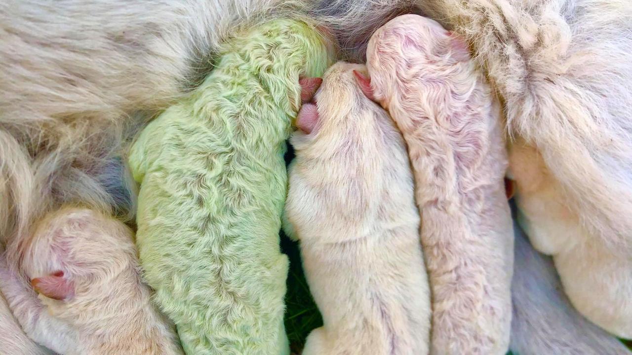 Pattada, è nato Pistacchio: un Labrador verde 