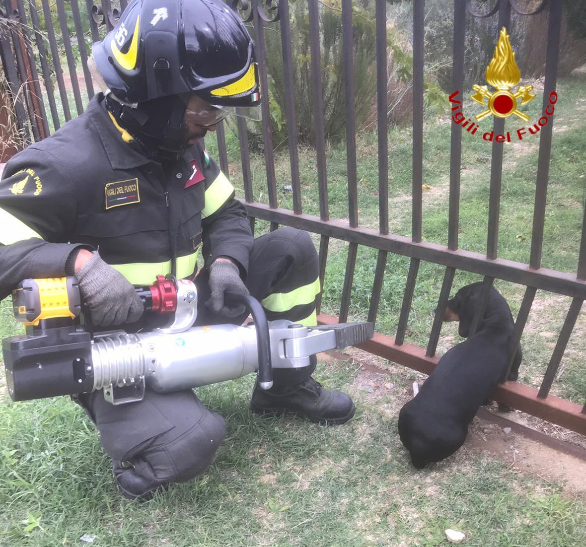 Bassotto incastrato con la testa in un cancello a Siniscola: liberato dai vigili del fuoco