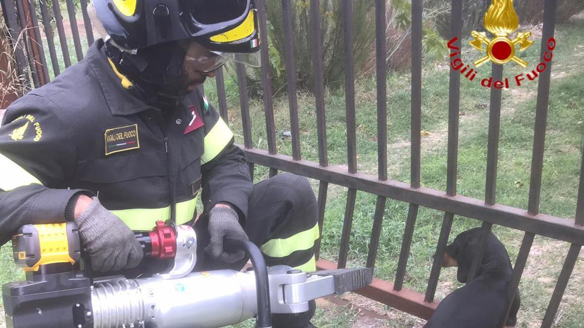 Bassotto incastrato con la testa in un cancello a Siniscola: liberato dai vigili del fuoco