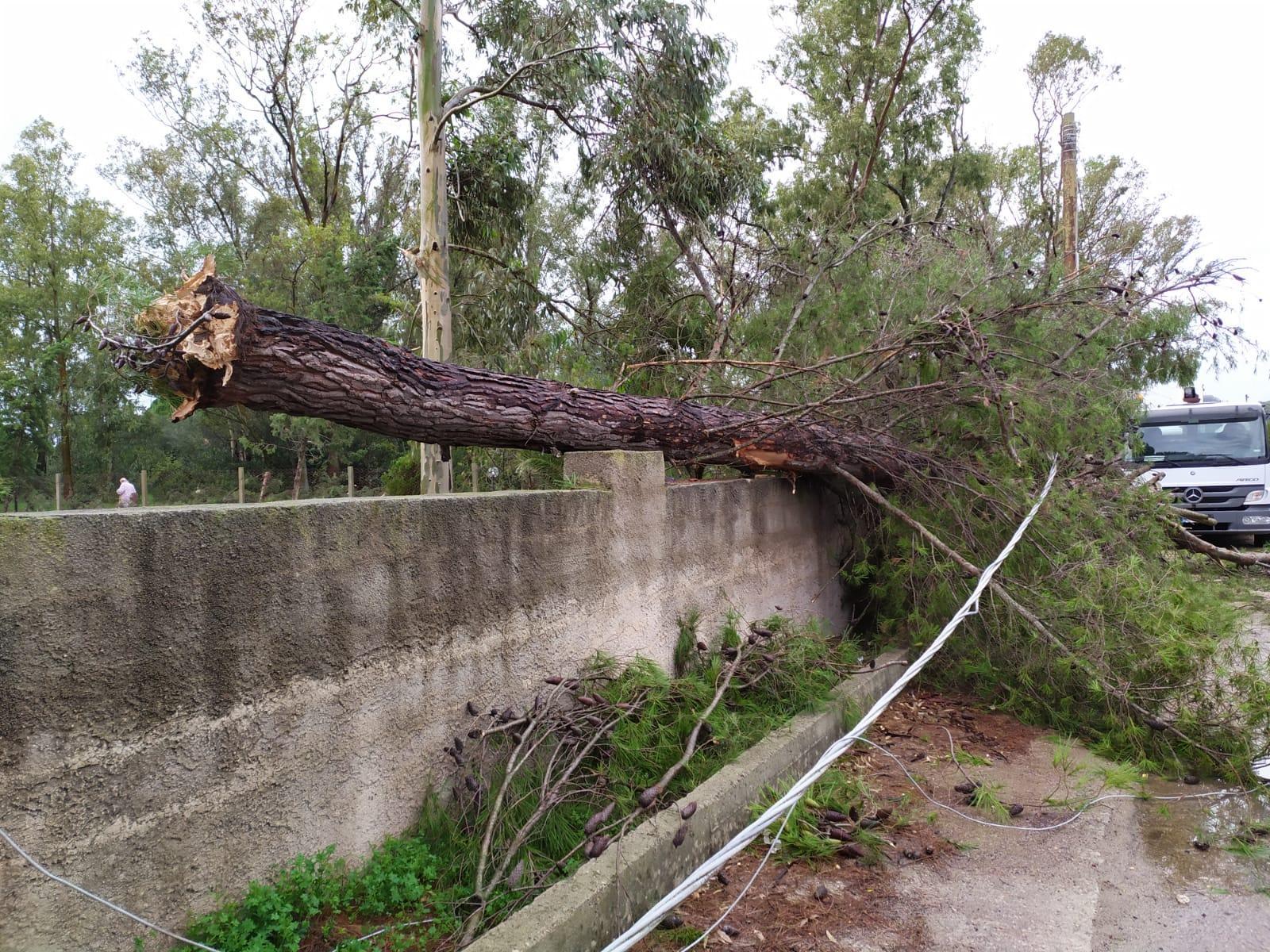 Tromba d'aria ad Alghero: alberi sradicati, case danneggiate e senza luce