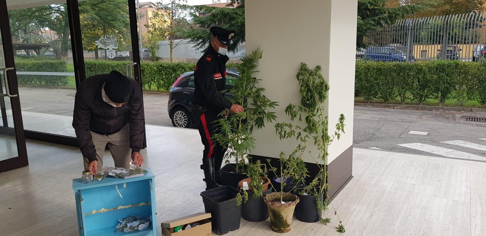 Quartesana, coltivano e spacciano marijuana: denunciati