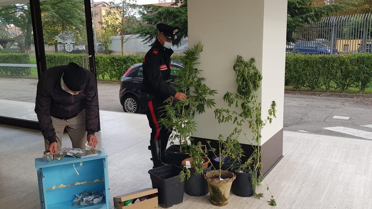 Quartesana, coltivano e spacciano marijuana: denunciati