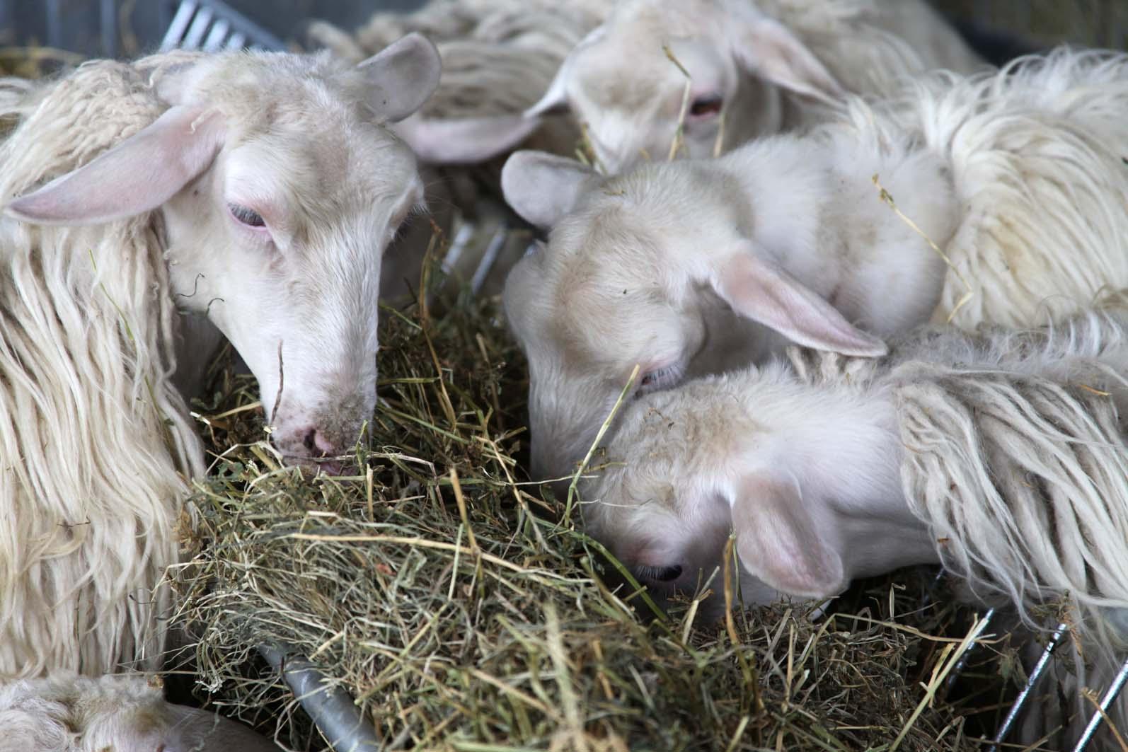 Salute animale, allarme nell'Oristanese per il virus Maedi-Visna degli ovini