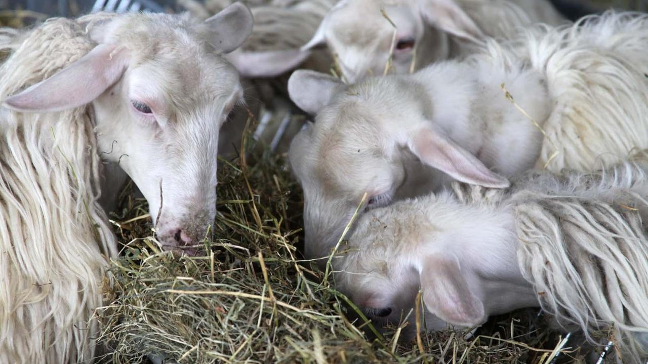 Salute animale, allarme nell'Oristanese per il virus Maedi-Visna degli ovini
