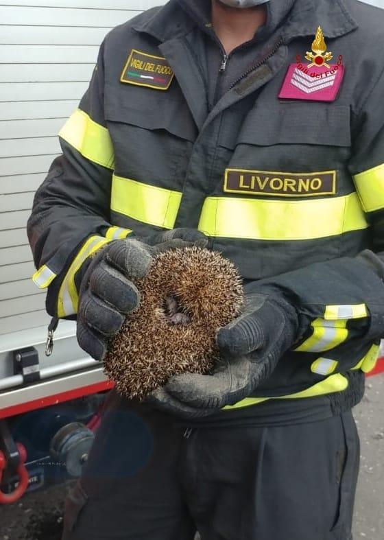 Il riccio salvato dai vigili del fuoco di Livorno in via della Meridiana