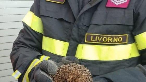 Il riccio salvato dai vigili del fuoco di Livorno in via della Meridiana