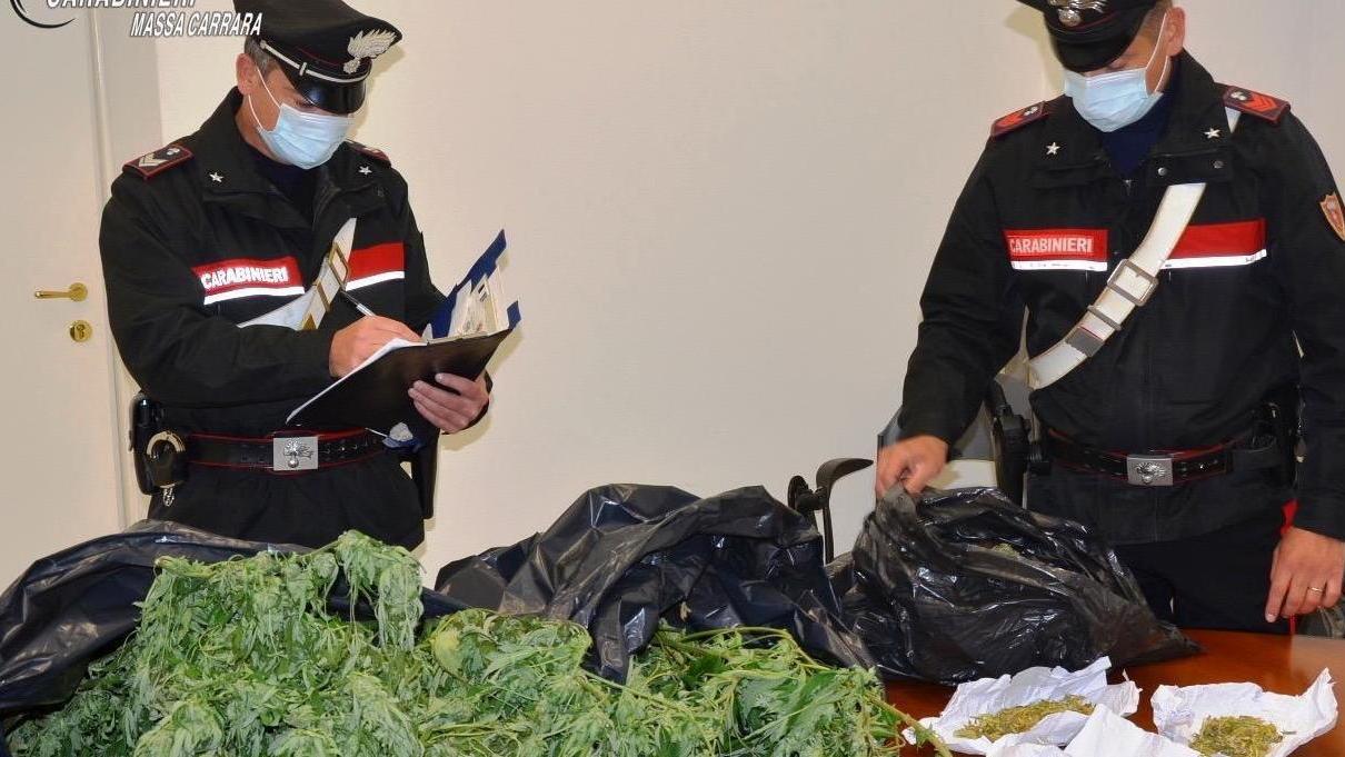 Coltiva marijuana nel cortile, arrestato un trentaseienne