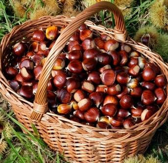 Alla Settimana delle Castagne visite, passeggiate e mostre 