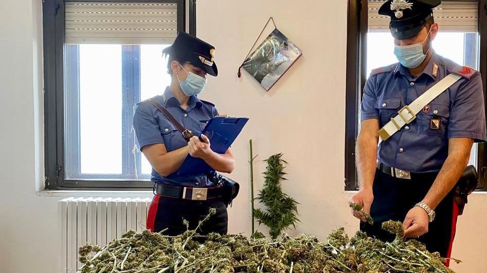 Trentenne di Ulassai denunciato per coltivazione di marijuana