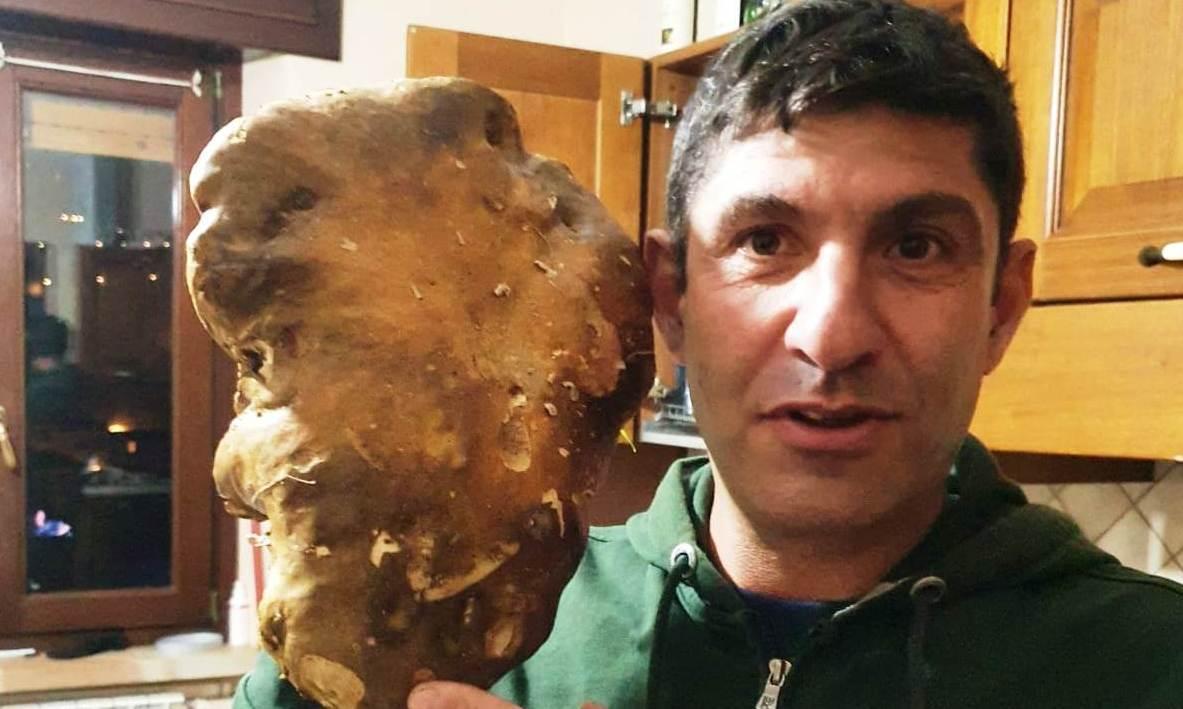 Un porcino di un chilo e mezzo