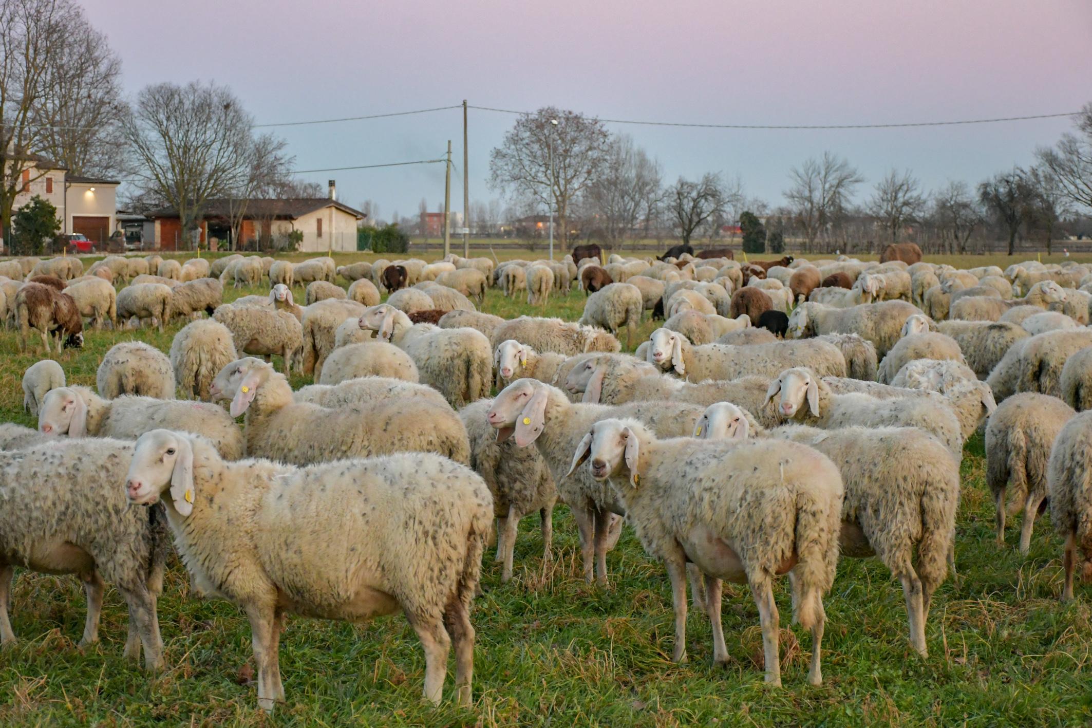 Gregge di 27 pecore sequestrato dal Nas, denunciato il pastore