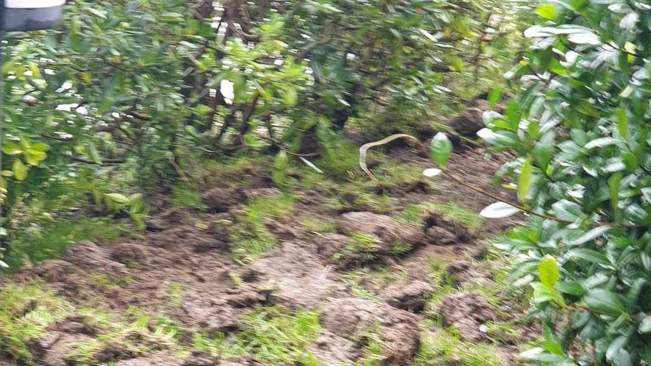 Cinghiali devastano il giardino del ristorante a Viareggio