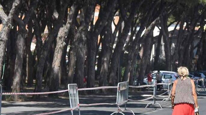 Interventi anti-radici: lavori in via Savonarola via Genova in attesa
