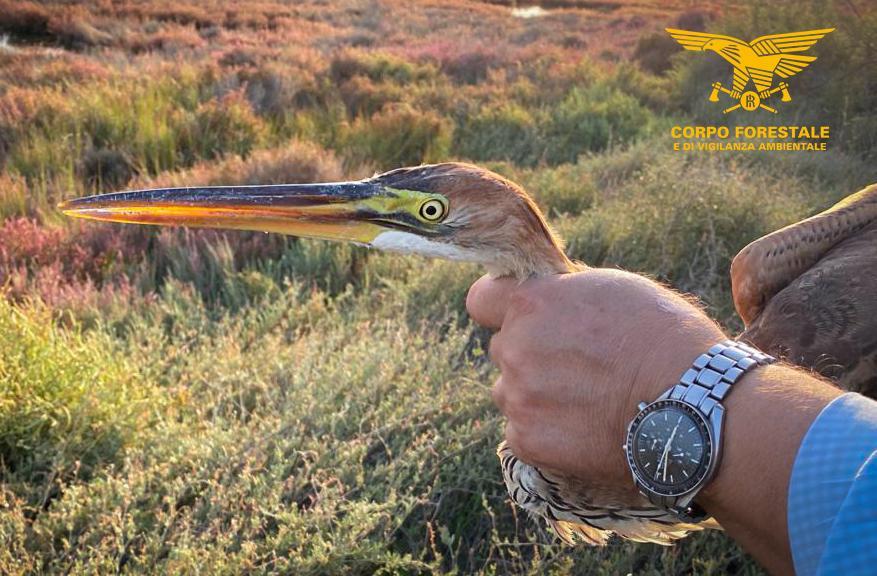 Ferito, non riusciva più a volare salvato un airone rosso