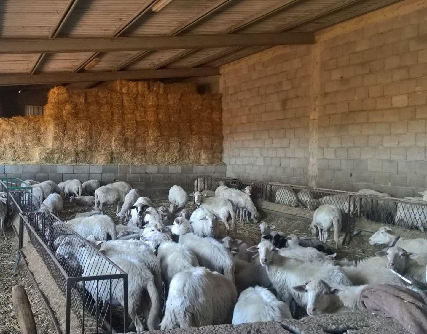 Maedi-Visna, nuovo allarme rosso 