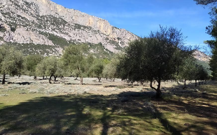 Oliena “Città dell’Olio” pronta alla raccolta 2020 