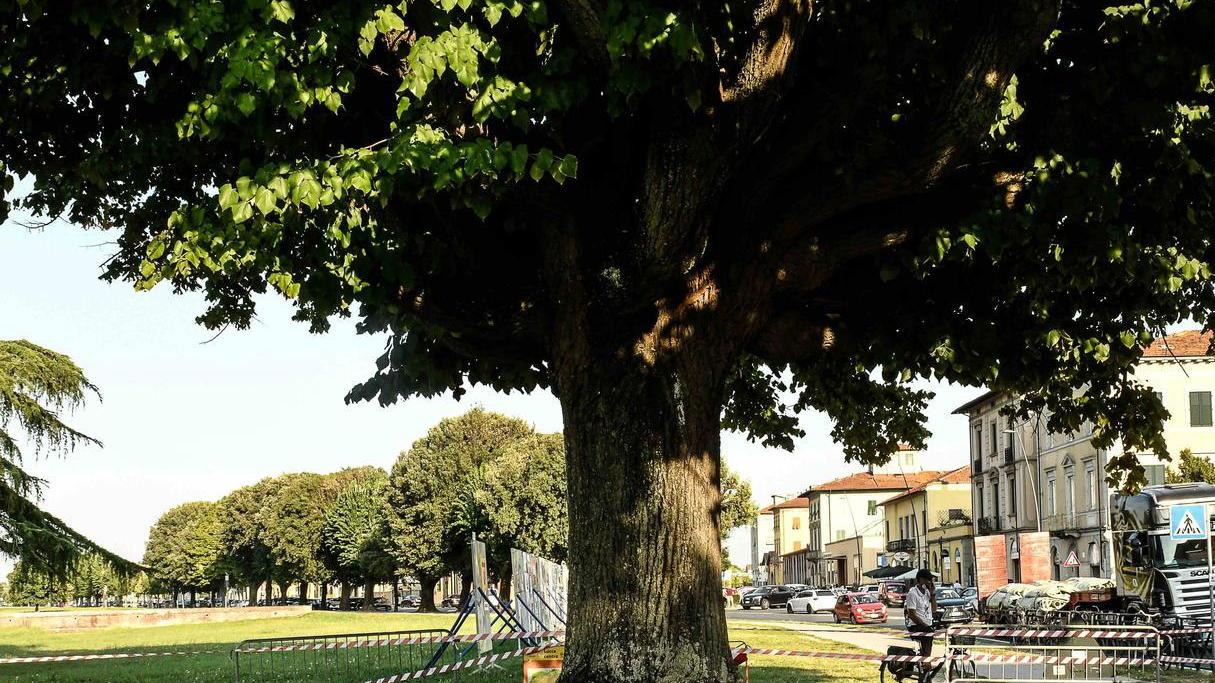 Flash mob sugli spalti per salvare il tiglio