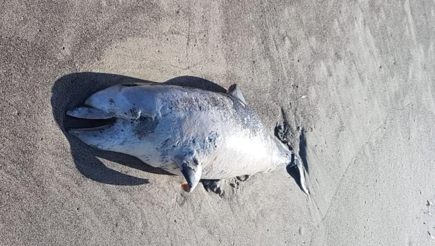 Tursiope spiaggiato in zona Torre Mozza