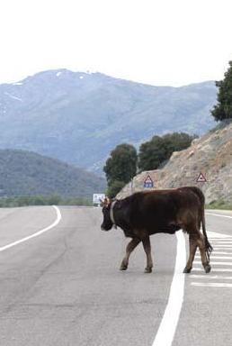 Bestiame in mezzo alla strada, multati 2 pastori